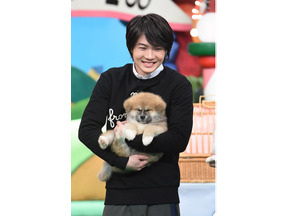 神木隆之介＆土屋太鳳らが日本犬の赤ちゃんたちと共演「天才！志村どうぶつ園」 画像