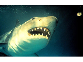 水族館に人食いザメが襲来、海洋パニックシリーズ第3弾…映画天国『ジョーズ3』 画像