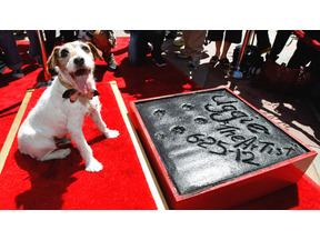 『アーティスト』の名犬・アギー、チャイニーズ・シアターに足型を残す史上初の快挙！ 画像