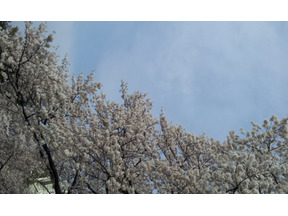 【MOVIEブログ】桜舞う人事異動 画像