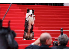 第77回カンヌ国際映画祭が開幕！昨年のパルムドール『落下の解剖学』の俳優犬メッシが登場、注目を浴びる 画像