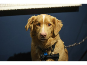 犬視点のホラー映画『GOOD BOY』の主演犬・インディがアストラ映画賞受賞 イーサン・ホーク、サリー・ホーキンスら退け「動物」として初の快挙 画像