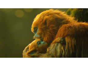 ふしぎな生き物・オチの生態に迫る、A24初の本格ファンタジー『OCHI！-オチ-』ネイチャードキュメンタリー風特別映像 画像