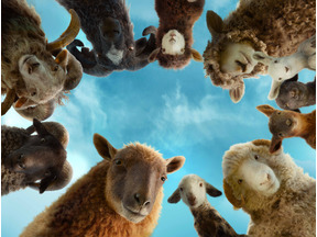 ヒュー・ジャックマン主演の新感覚ミステリー『ひつじ探偵団』もふもふカット公開！ 画像