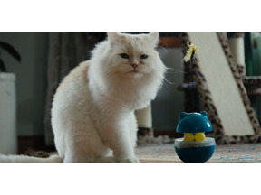 カタールの保護猫たちを大移送『猫たちと7000マイルの旅』監督インタビュー　入場者特典＆Tシャツ販売も決定 画像