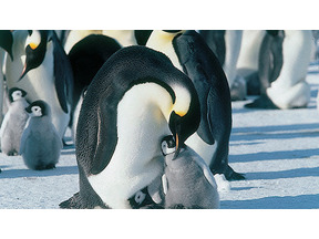 2005年、夏のおすすめはこの映画！ vol.1　思わずほろり。生物学者の愛を感じるネイチャー系ドキュメンタリー 画像