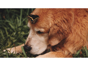 芸術の秋。映像のアートに浸る vol.1　犬と一緒に「The True Store and Gallery」へ 画像