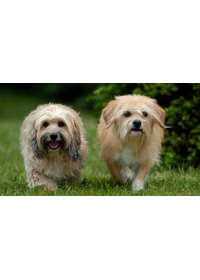 ラブいぬ ベンジー／はじめての冒険