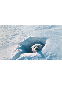 北極のナヌー