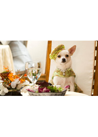 ビバリーヒルズ・チワワ