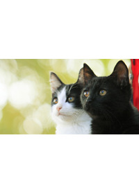 猫なんかよんでもこない。