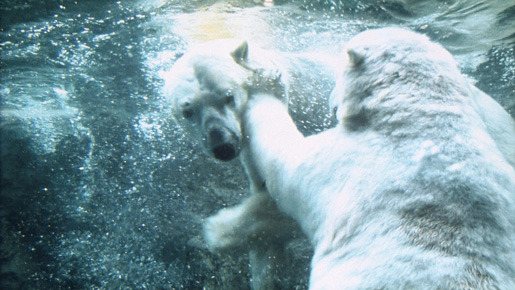 元気になれる動物映画vol 1 絶対行きたい 逆境に打ち勝った日本最北の動物園 Cinemacafe Net
