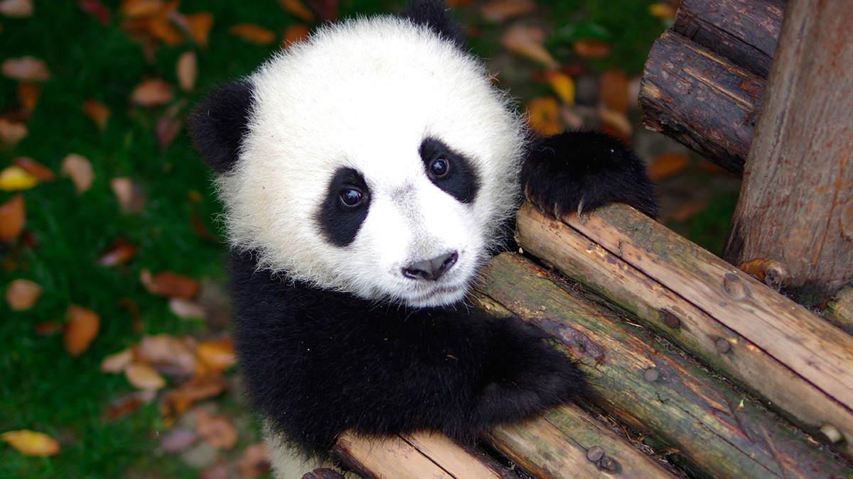 プレゼント ぱんだぴあ日記 ユルふわパンダがいっぱい オリジナルカレンダーを5名様 Cinemacafe Net