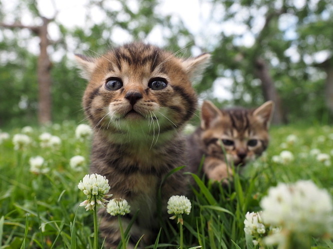 予告編 吉岡里帆のナレ披露 岩合光昭が撮る世界のネコたちに 幸せが込み上げました 1枚目の写真 画像 Cinemacafe Net