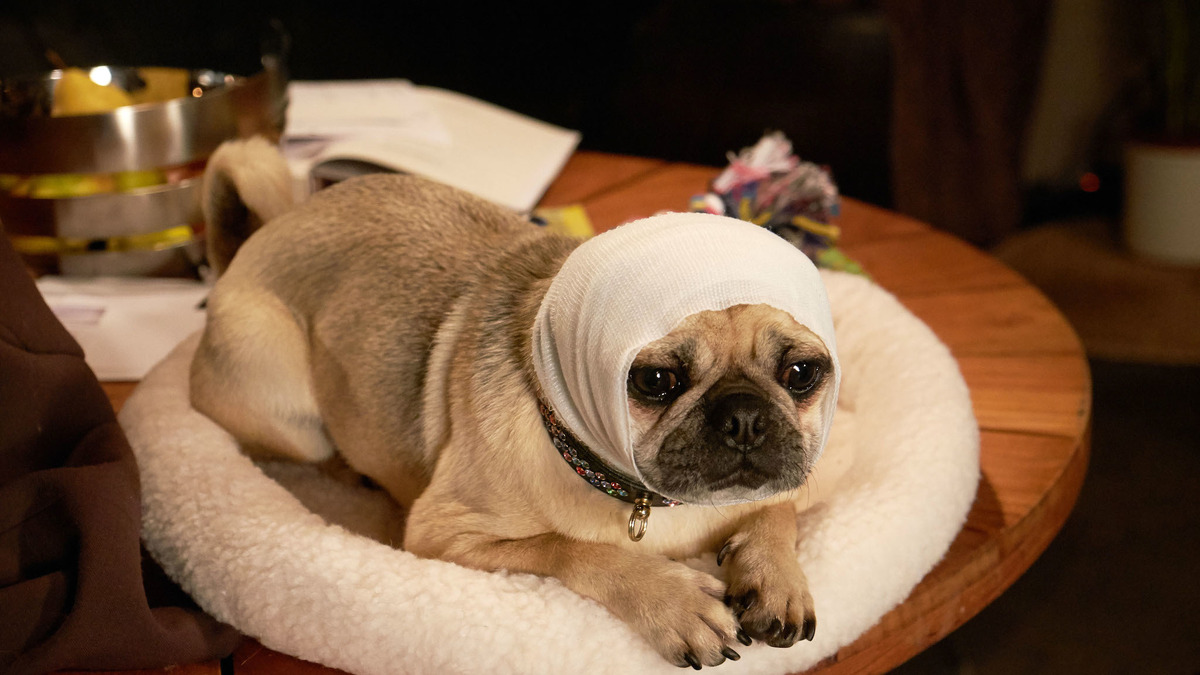 パグ犬の ガンジー ホロコースト研究にひと役買う ブルーム オブ イエスタデイ Cinemacafe Net