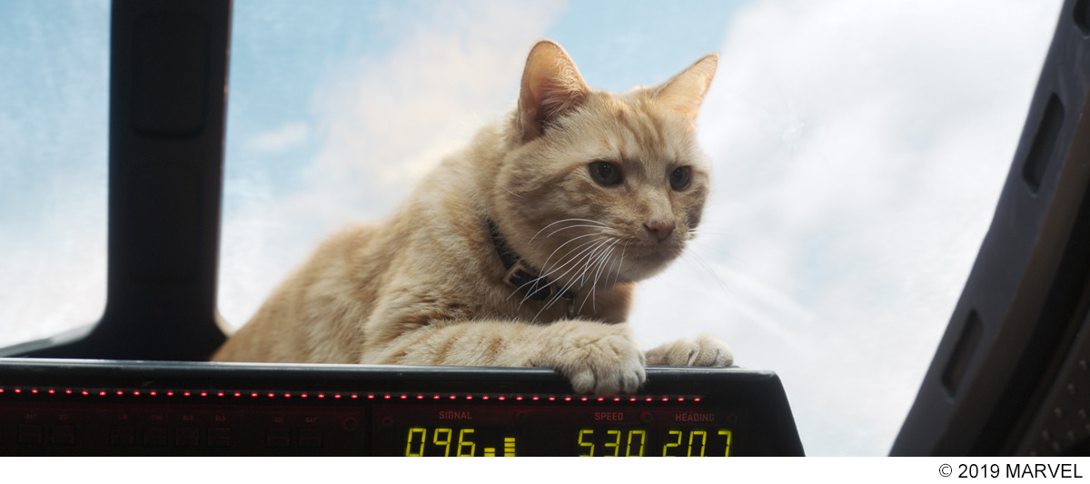 キャプテン マーベル 名猫 グースの映像解禁 ニック フューリーもメロメロに Cinemacafe Net