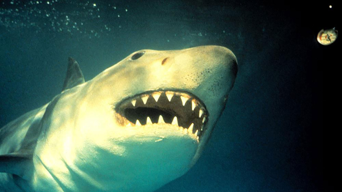 水族館に人食いザメが襲来 海洋パニックシリーズ第3弾 映画天国 ジョーズ3 Cinemacafe Net