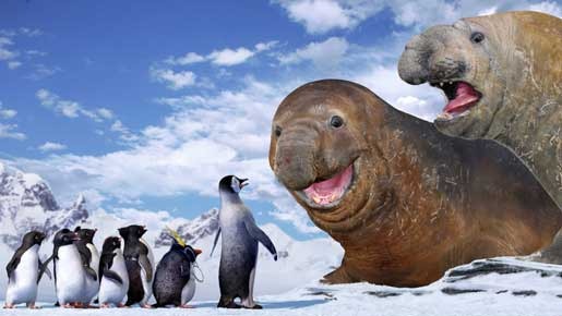 ハッピー フィート 8枚目の写真・画像