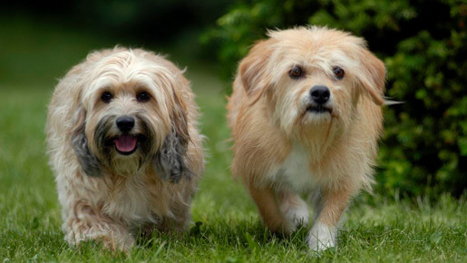 ラブいぬ ベンジー／はじめての冒険 1枚目の写真・画像