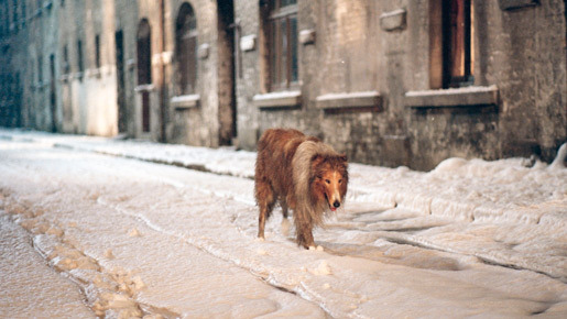 名犬ラッシー (2005) 10枚目の写真・画像