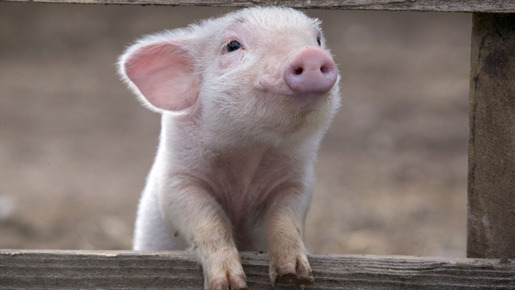 シャーロットのおくりもの (2006) 5枚目の写真・画像