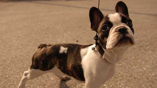 イヌゴエ　幸せの肉球 2枚目の写真・画像