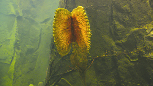 センター・オブ・ジ・アース 11枚目の写真・画像