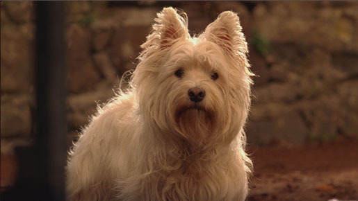 ユアン少年と小さな英雄 1枚目の写真・画像