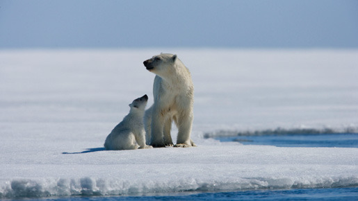 北極のナヌー 2枚目の写真・画像