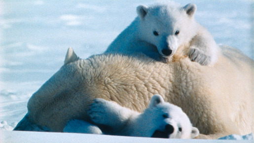 北極のナヌー 3枚目の写真・画像