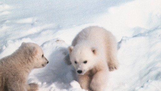 北極のナヌー 6枚目の写真・画像