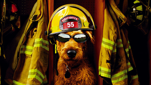 ファイアー・ドッグ　消防犬デューイの大冒険 1枚目の写真・画像