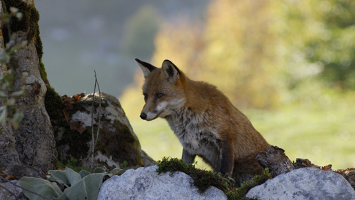 きつねと私の12か月 2枚目の写真・画像