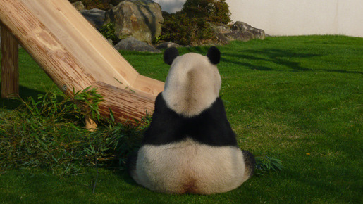 パンダフルライフ 4枚目の写真・画像