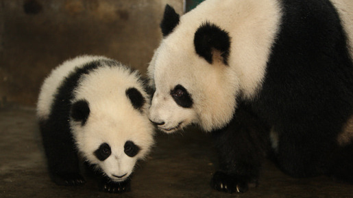 パンダフルライフ 7枚目の写真・画像