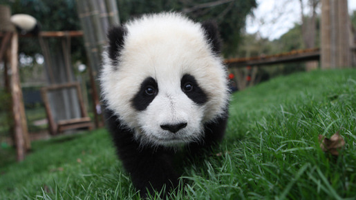 パンダフルライフ 9枚目の写真・画像