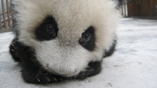 パンダフルライフ 12枚目の写真・画像