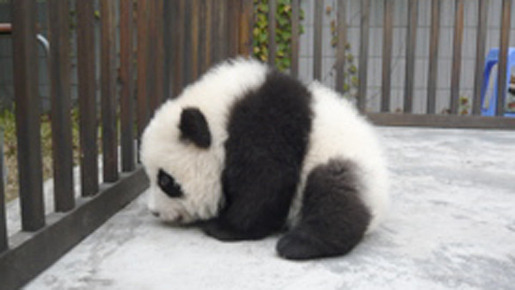 パンダフルライフ 13枚目の写真・画像