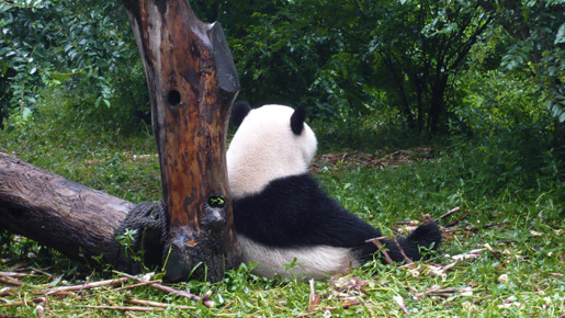 パンダフルライフ 18枚目の写真・画像