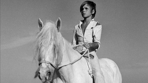 白い馬 1枚目の写真・画像