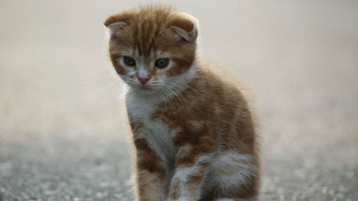 ネコナデ 8枚目の写真・画像