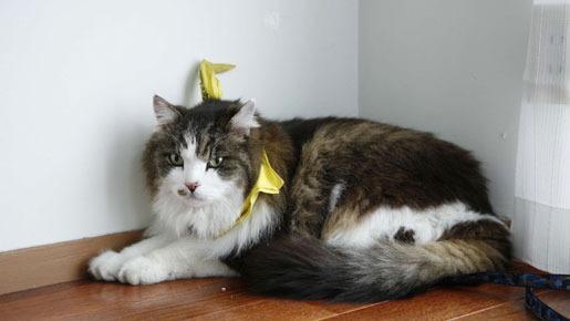 ネコナデ 12枚目の写真・画像