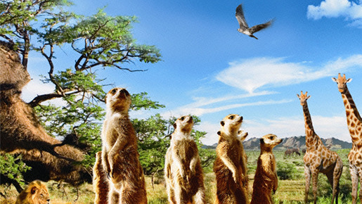 ミーアキャット 1枚目の写真・画像