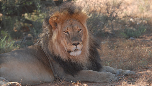 ミーアキャット 11枚目の写真・画像