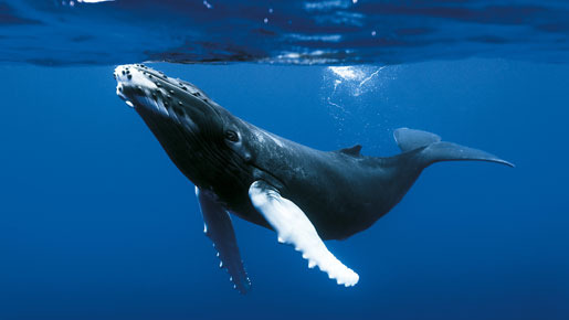 オーシャンズ 1枚目の写真・画像