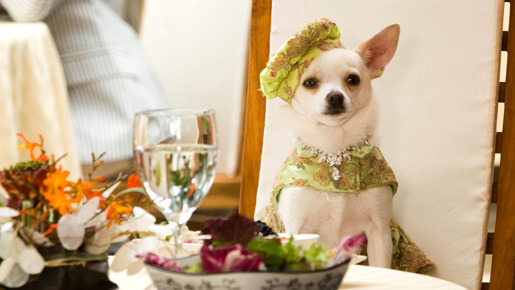 ビバリーヒルズ・チワワ 1枚目の写真・画像