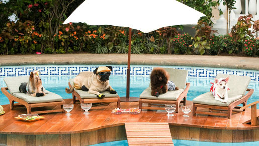 ビバリーヒルズ・チワワ 2枚目の写真・画像