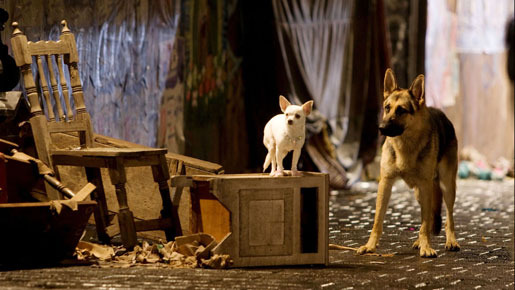 ビバリーヒルズ・チワワ 5枚目の写真・画像