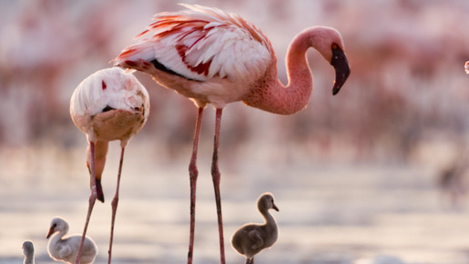 ディズニーネイチャー／フラミンゴに隠された地球の秘密 1枚目の写真・画像