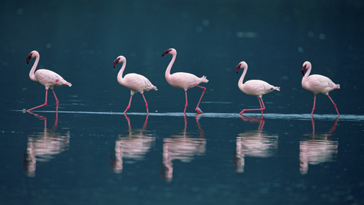 ディズニーネイチャー／フラミンゴに隠された地球の秘密 3枚目の写真・画像